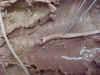 aorta.jpg (37644 bytes)