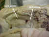 hardpalate.jpg (38638 bytes)