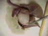 ventricles2.jpg (25928 bytes)